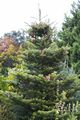 Abies koreana 11 Jodła koreańska